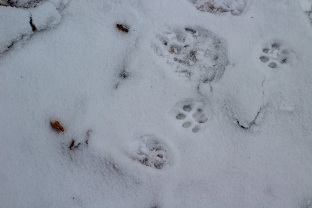 猫和狗的脚印在冬天的雪图片下载