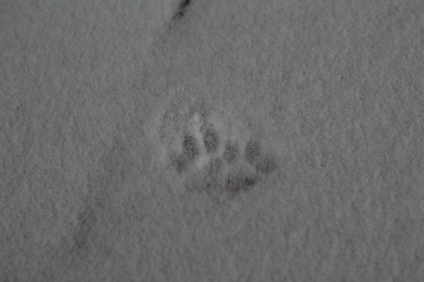 猫在冬天的雪地上留下脚印图片下载