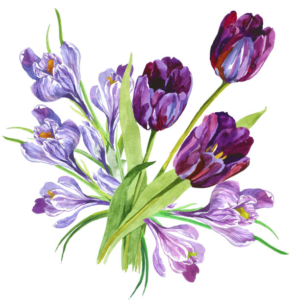 郁金香和番红花预算水彩孤立在白色背景植物插图。图片下载