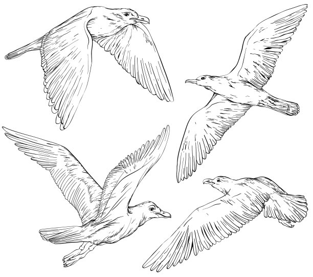 设置手绘海鸥黑白图片下载