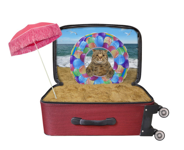 手提箱里有充气戒指的猫图片下载