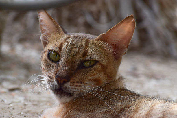 年轻的成年猫的横向照片。棕色毛皮躺在外面休息，小猫正面的可爱美丽的宠物睡觉。动物户外自然背景壁纸照片图片下载