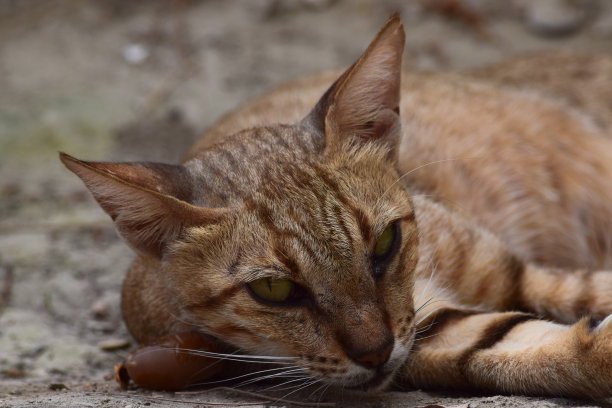 年轻的成年猫的横向照片。棕色毛皮躺在外面休息，小猫正面的可爱美丽的宠物睡觉。动物户外自然背景壁纸照片图片下载