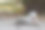 一只巴基斯坦流浪狗躺在路边。白色亚洲动物无家可归的小径，户外自然背景墙纸照片图片下载