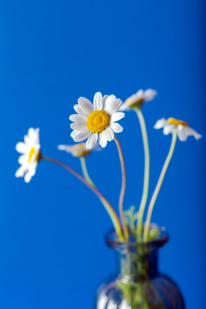 深蓝色背景的玻璃花瓶里的新鲜洋甘菊。图片下载