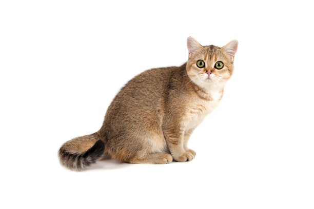 英国黄金猫图片下载