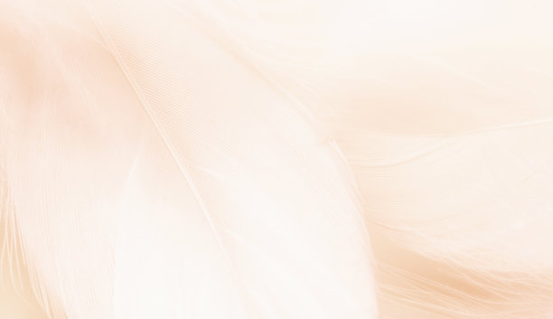 鸟的羽毛作背景，颜色柔和，蓬松图片下载