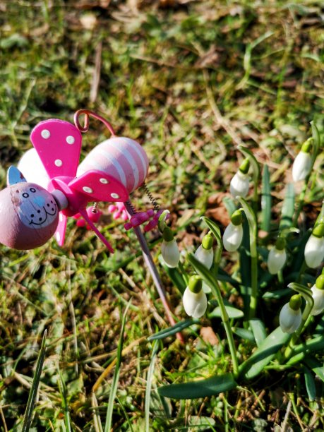 雪蛙和紫罗兰蜂图片下载