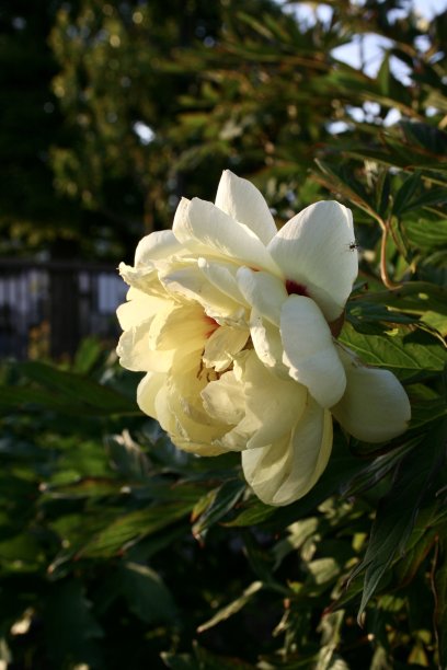 黄色的玫瑰随着阳光而升起图片下载