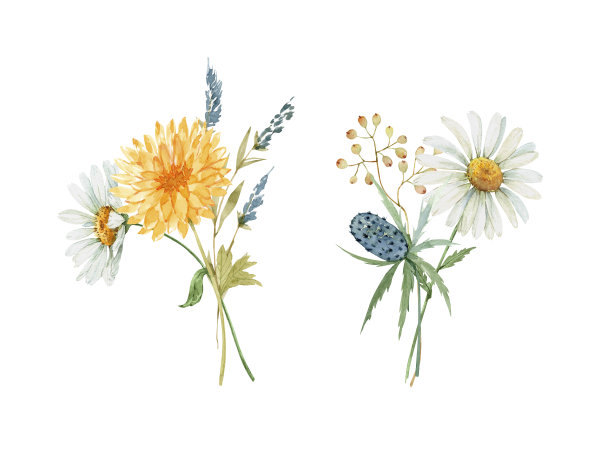 一套精致的花束与黄色和白色的花水彩插图，手绘素材图片