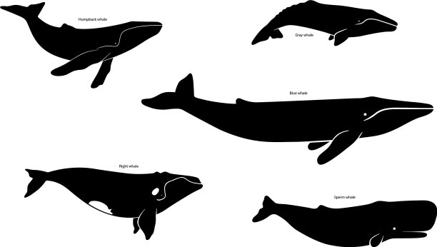 将鲸鱼种类图标设置为白色图片下载