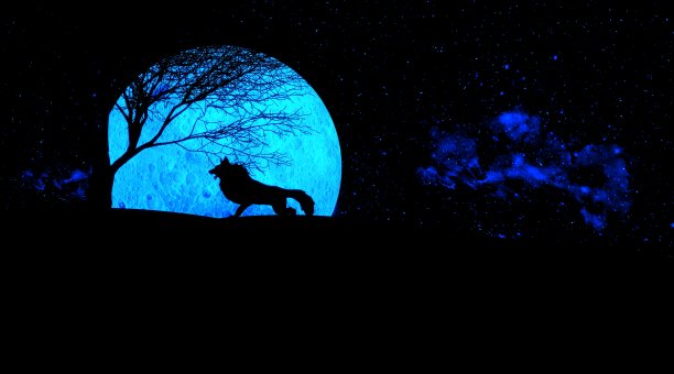 狼在满月之夜嚎叫的说明，蓝色的月亮，嚎叫可以传达像狼的位置，食肉动物的警告，和猎物的位置。图片下载