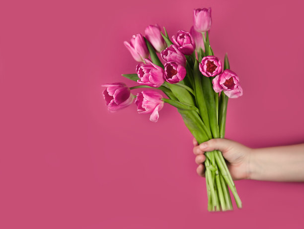 粉红色背景上的粉色郁金香花图片下载