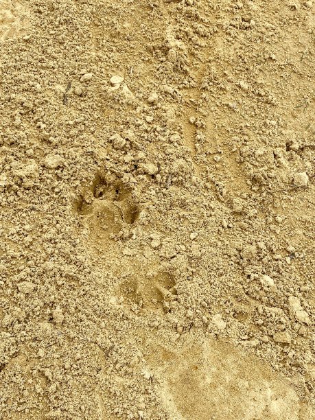 沙地上清晰的动物脚印图片下载