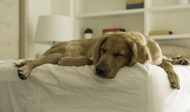 睡在白色床一角的母金毛猎犬图片下载