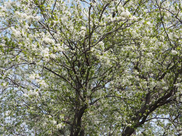 杏树在春天开花图片下载