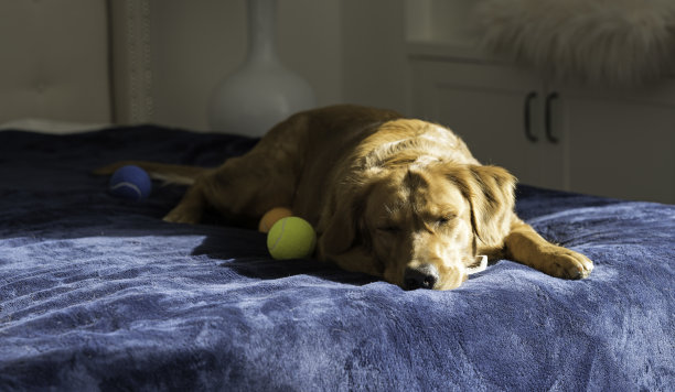 母金毛猎犬在强烈的阳光下在蓝色的床上与网球图片下载