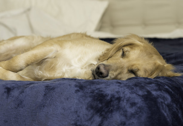 在中性背景的蓝色床上睡觉的母金毛猎犬图片下载
