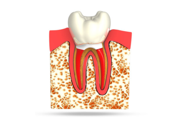 人体牙齿横截面。三维演示图片下载