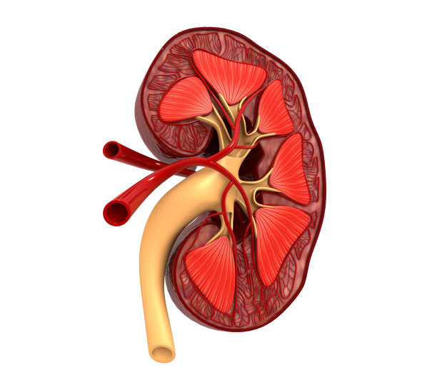 人体肾脏横切面。三维渲染图片下载