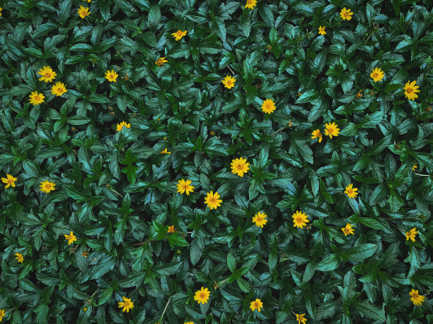 小黄花对全框架暗绿色的叶子背景图片下载