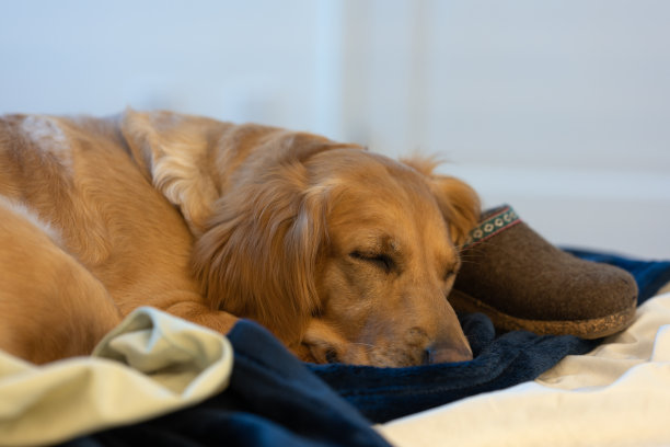 一只母金毛猎犬睡在蓝色毯子上图片下载