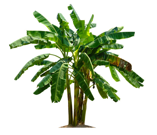 香蕉树孤立在白色背景图片下载