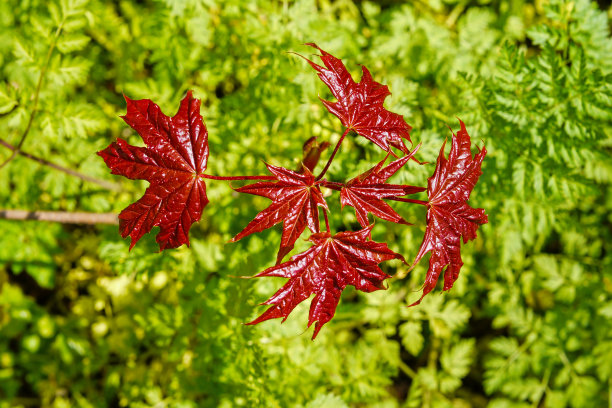 枫叶图片下载