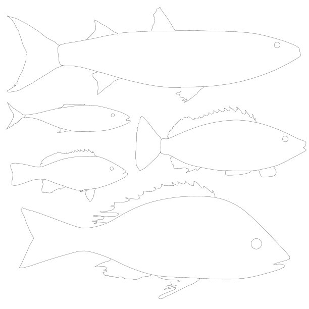 设置与轮廓不同的鱼孤立在一个图片下载