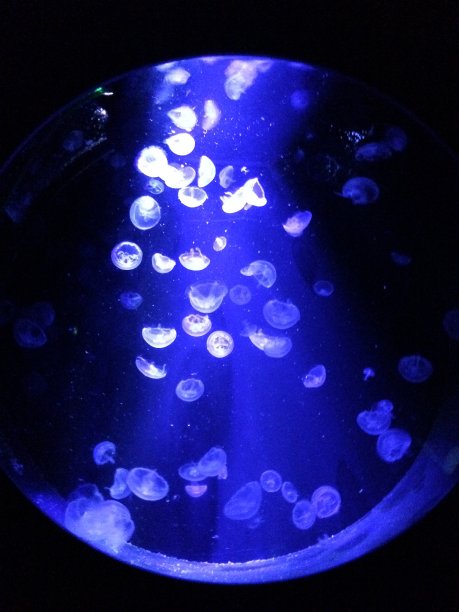 灯光下的水母图片下载