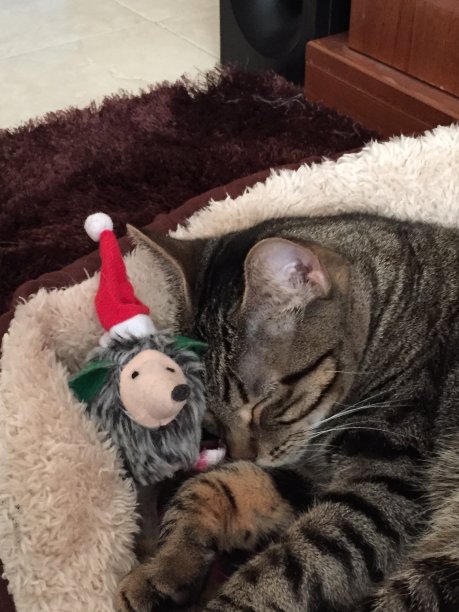 圣诞前夜猫咪的就寝时间图片下载