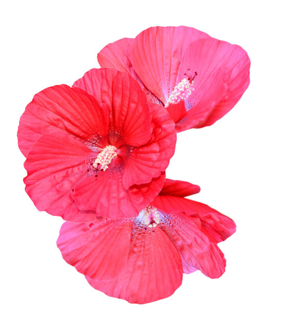 耐寒木槿，麝香花枝图片下载