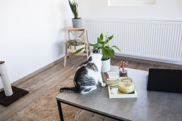 客厅的桌子上有一只猫图片下载