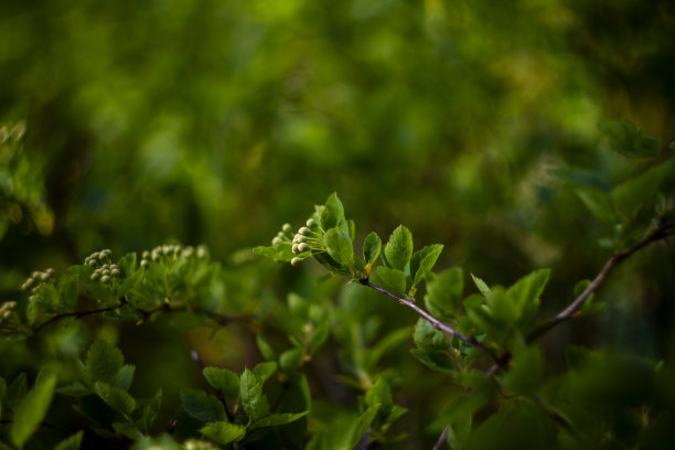 抽象的自然背景与一个单一的白花图片下载