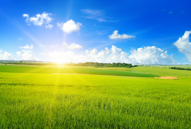 日落或日出的农地与年轻的绿色黑麦穗。图片下载