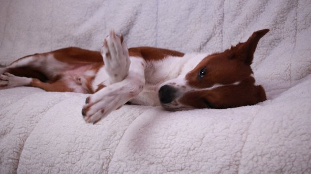 小狗躺在沙发上图片下载