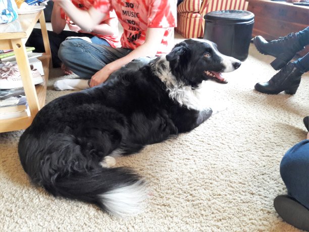 派对上的狗图片下载