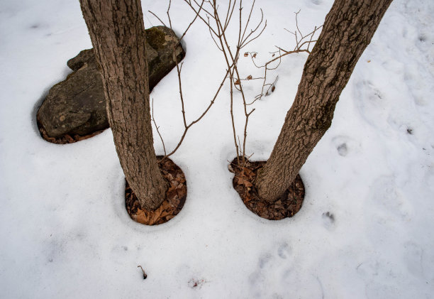 雪在树林里的两棵树干周围融化成一圈图片下载