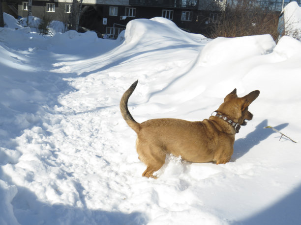 一只红毛杂种狗在雪地里玩树枝图片下载