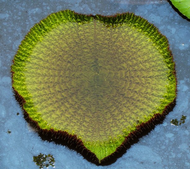 维多利亚amazonica图片下载