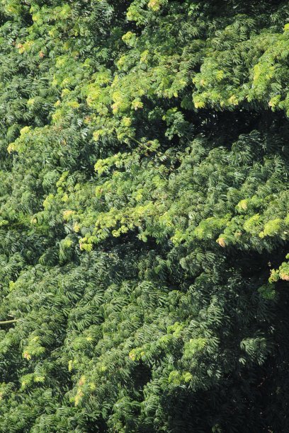 绿林中的树梢图片下载