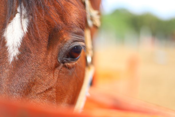 一个棕色的马图片下载