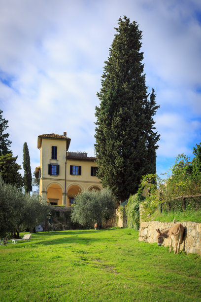 田野里的驴子图片下载