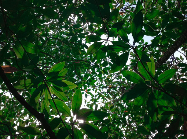 红树林在白天生长图片下载