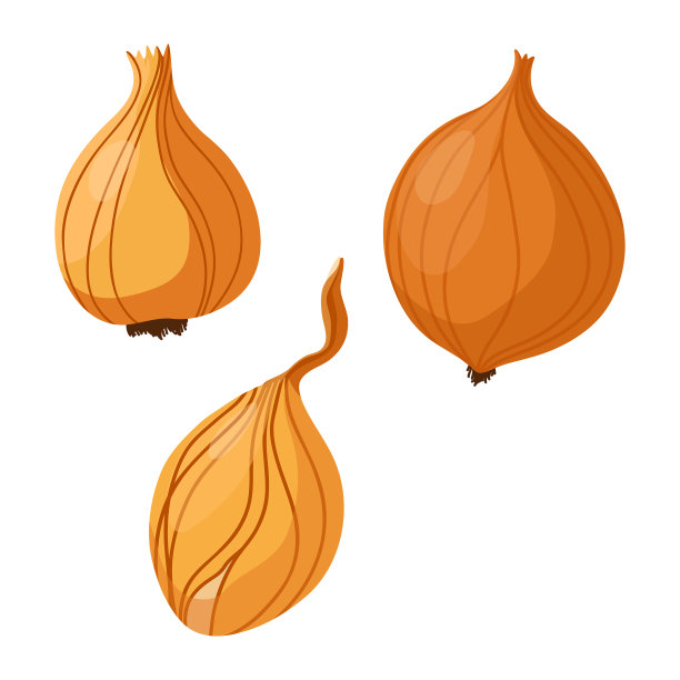 三种洋葱。矢量插图孤立在白色背景。图片下载