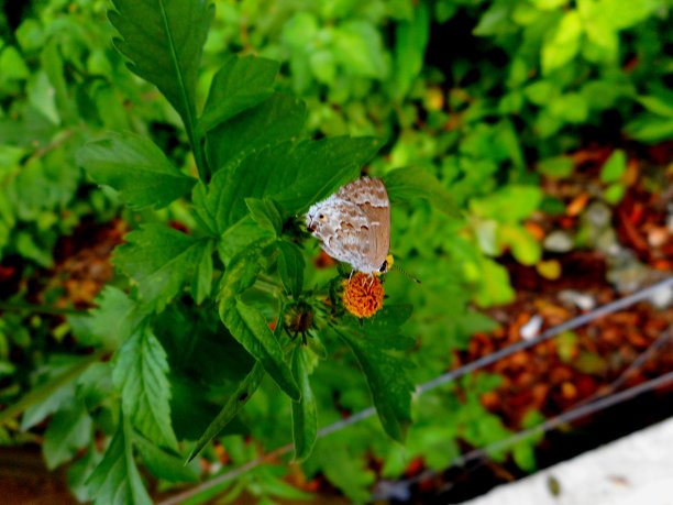 蝴蝶属昆虫图片下载