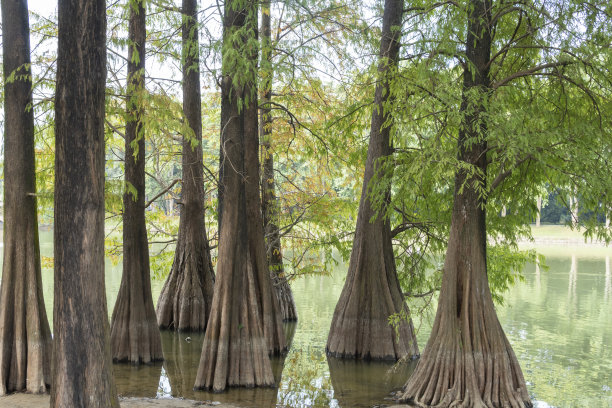 水面上的沙比诺树的树干图片下载