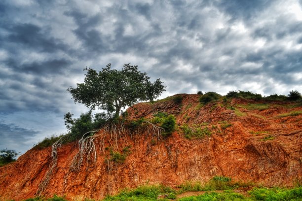 生命之树，山上神奇的榕树。早晨的风景。抽象模糊和软焦点图片下载