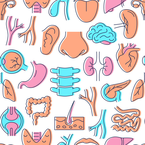 彩色无缝图案与人体内部器官符号图片下载
