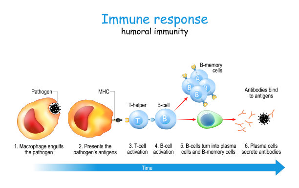 免疫反应。体液免疫。图片下载